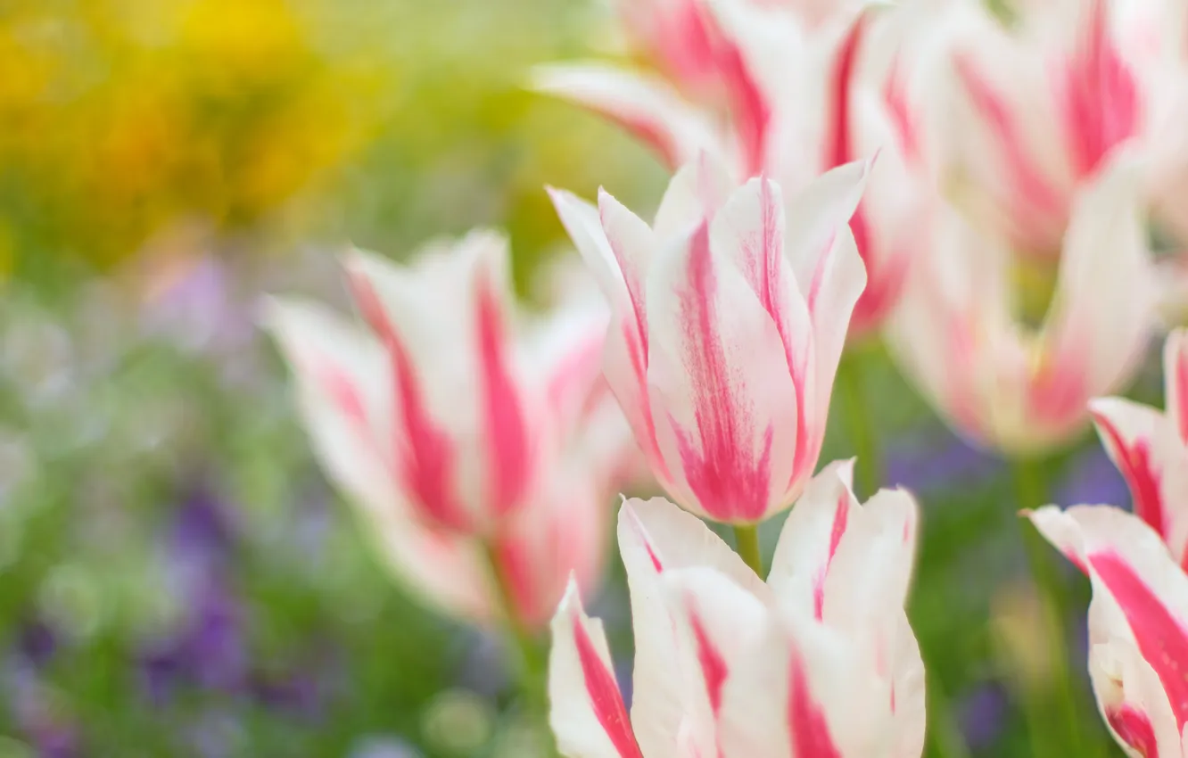 Photo wallpaper flowers, blur, spring, garden, tulips, pink, flowerbed, striped