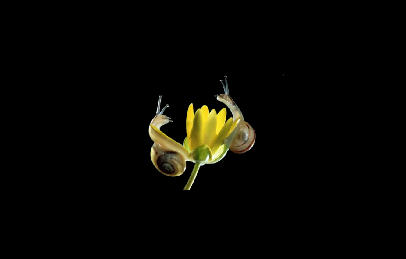 Photo wallpaper snails, black background, yellow flower