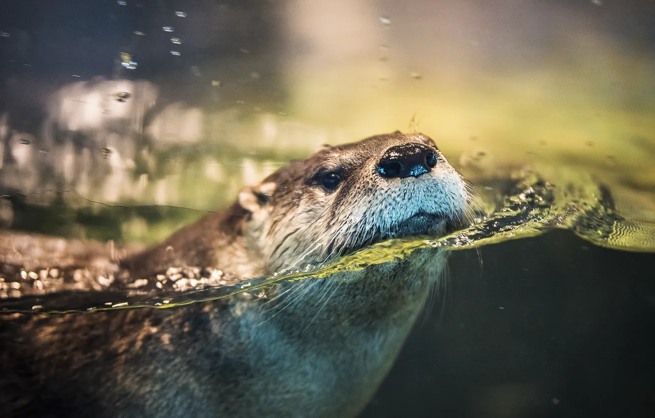 Photo wallpaper water, muzzle, otter