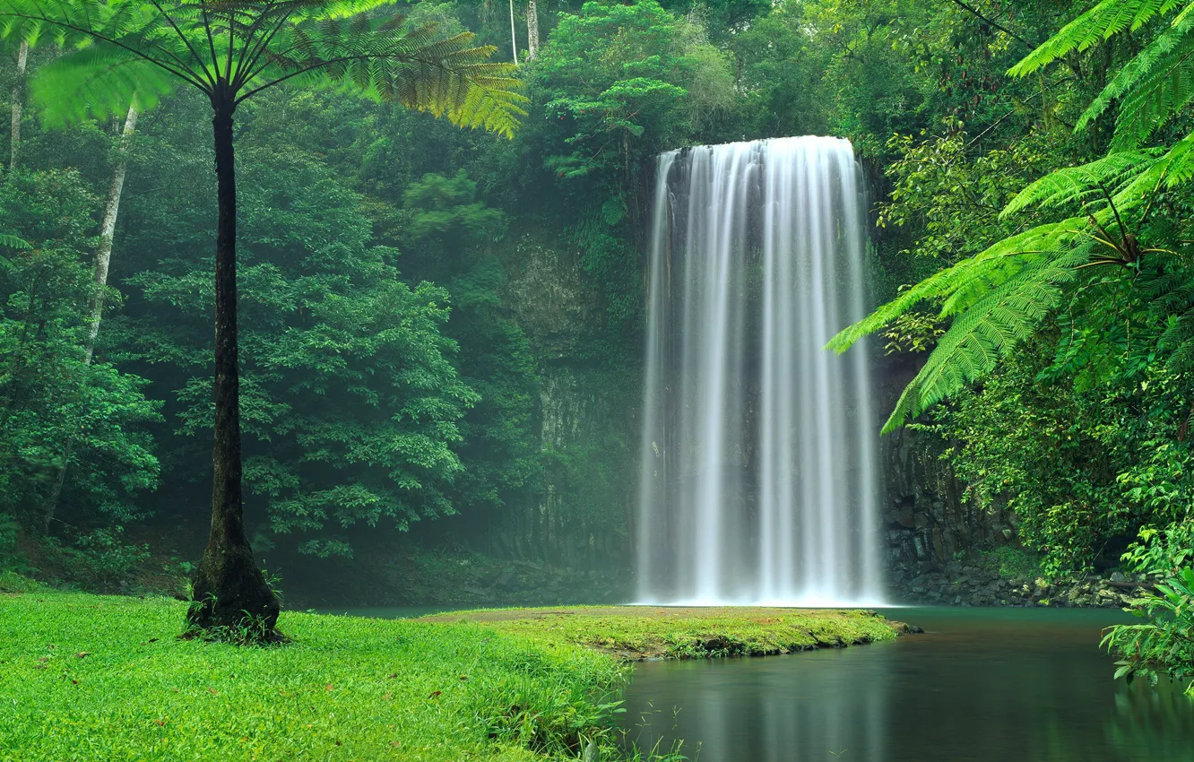 Photo wallpaper grass, forest, river, trees, nature, water, Waterfall, lush