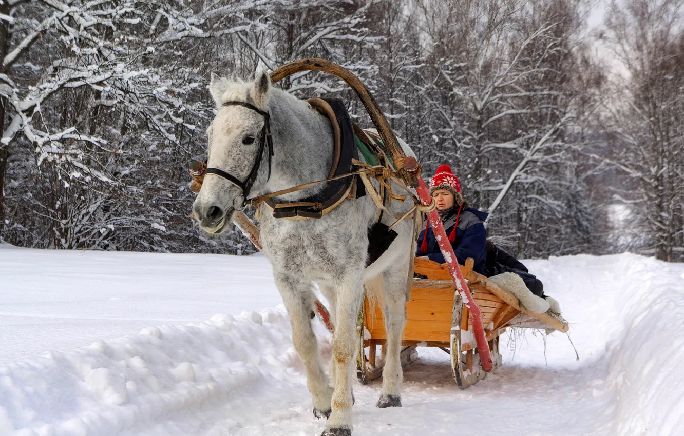 Photo wallpaper winter, snow, horse, sleigh