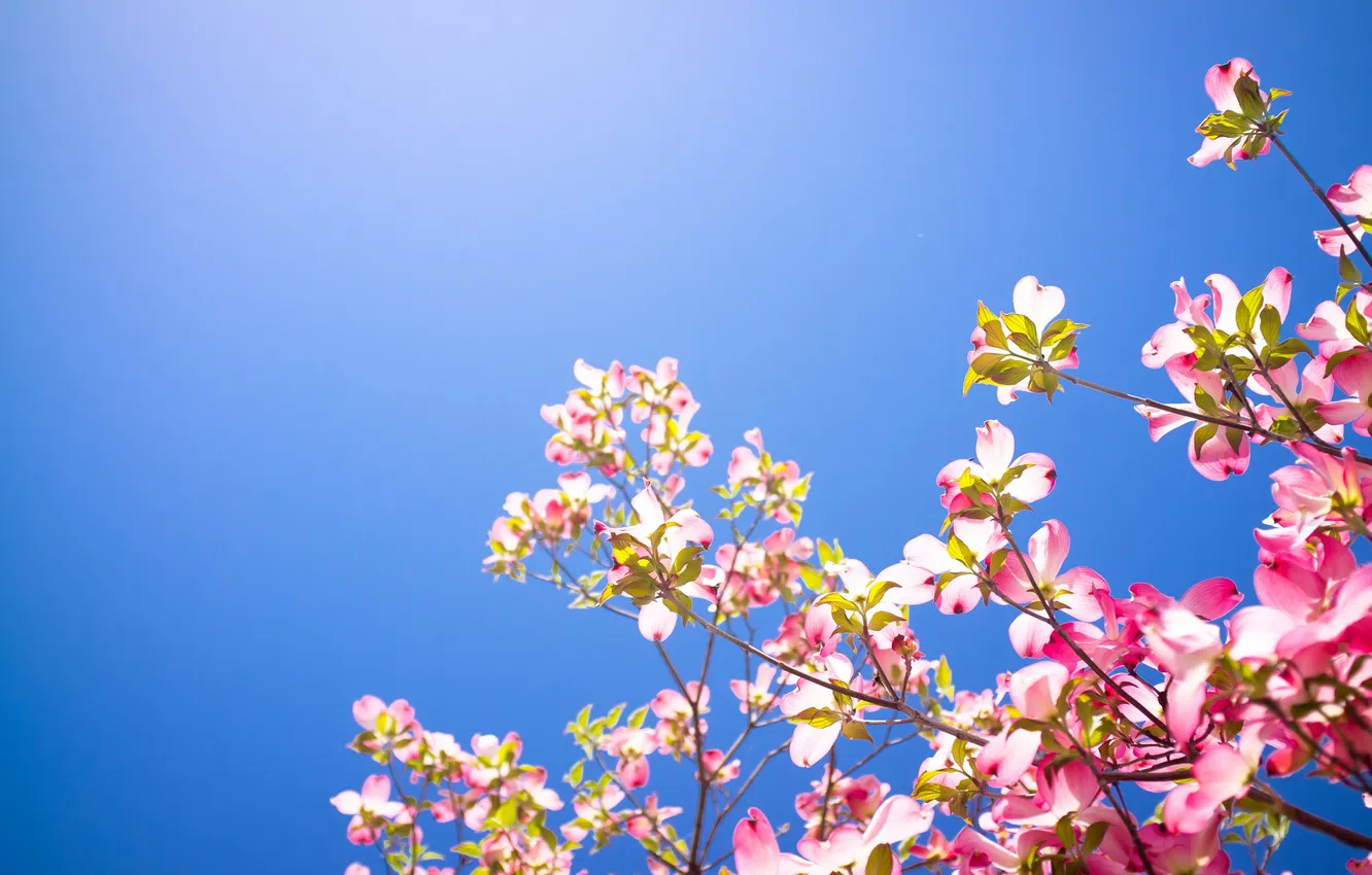 Photo wallpaper the sky, flowers, nature