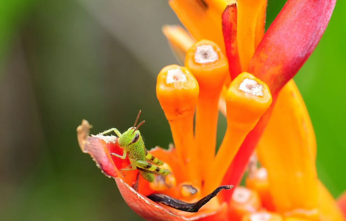 Photo wallpaper flower, green, plant, grasshopper