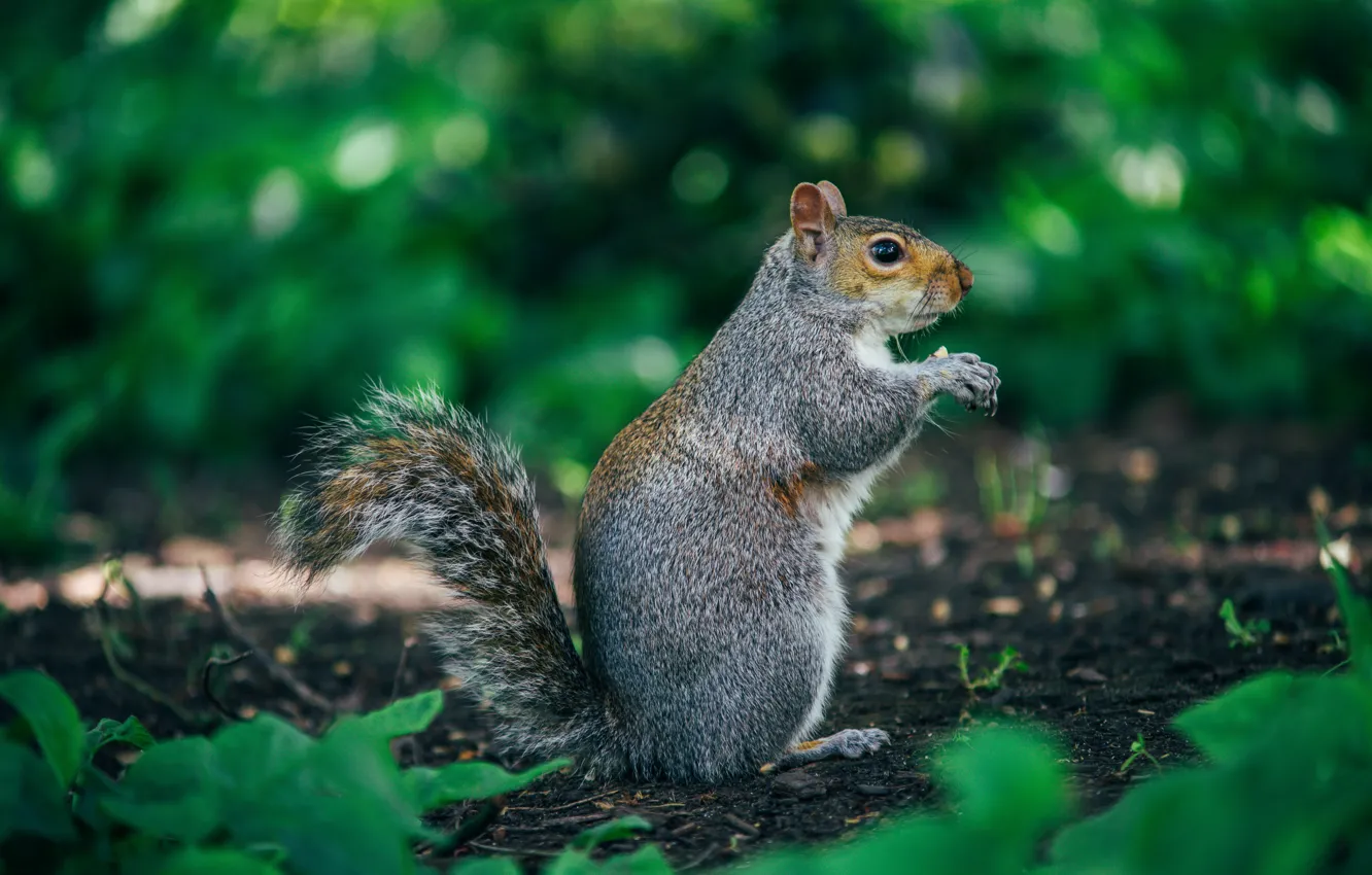 Photo wallpaper nature, grey, protein, profile, green background, bokeh