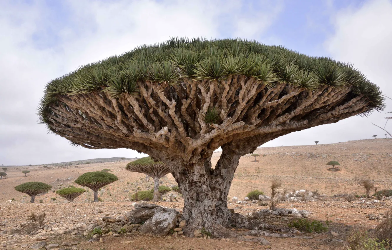 Photo wallpaper Dracaena cinnabari, Dragon Tree, Socotra Island