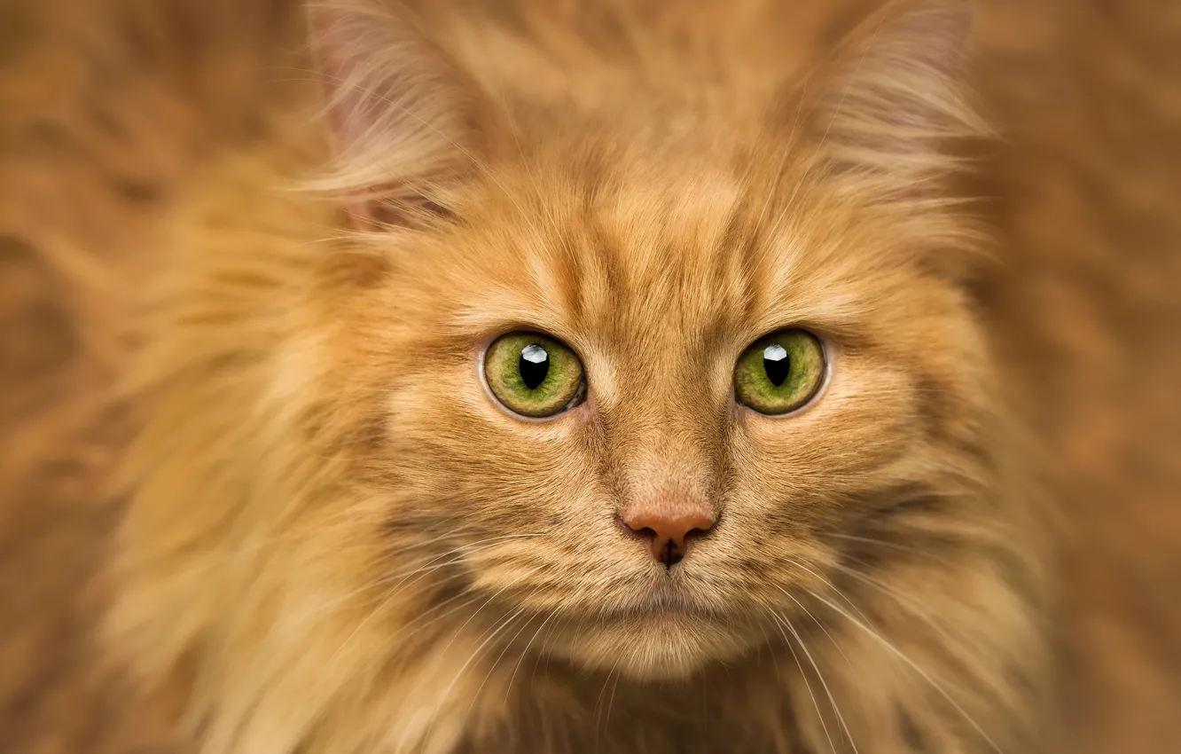Photo wallpaper cat, look, background