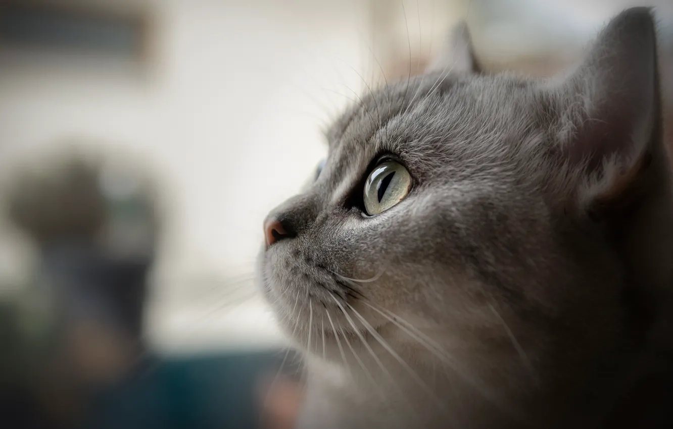 Photo wallpaper cat, cat, look, face, grey, background, portrait, light