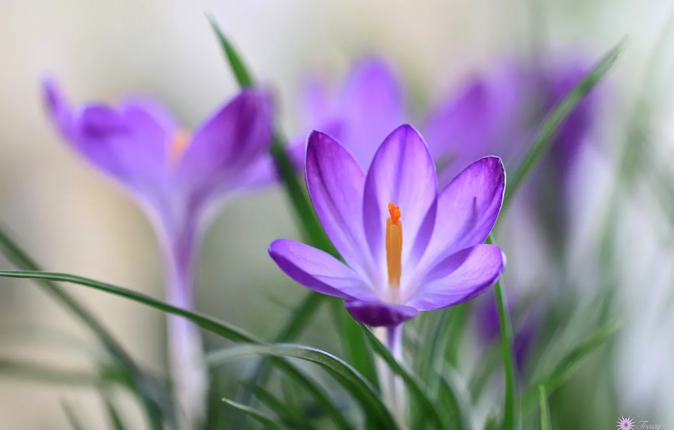 Photo wallpaper grass, macro, spring, petals, crocuses
