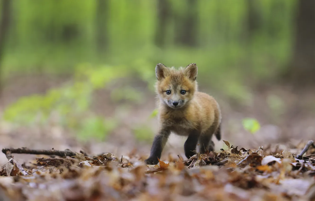 Photo wallpaper autumn, forest, look, foliage, legs, baby, running, Fox
