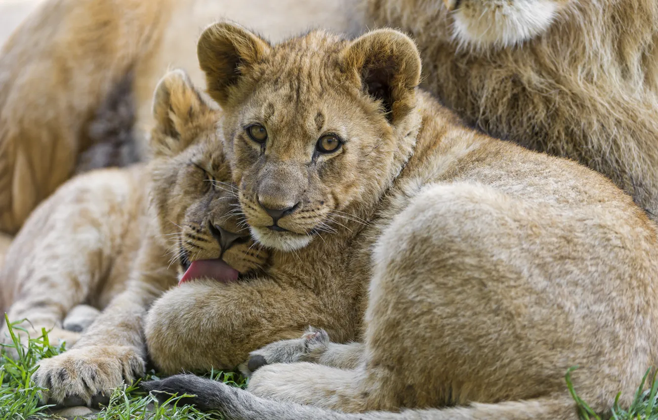 Photo wallpaper language, cat, grass, look, pair, cub, lion, washing