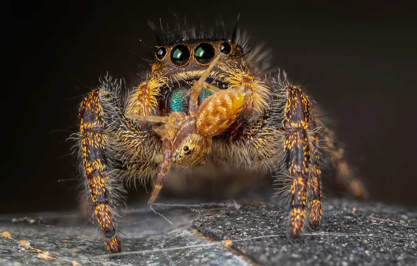 Photo wallpaper look, macro, spider, predator, mining, jumper, spider, jumping spider