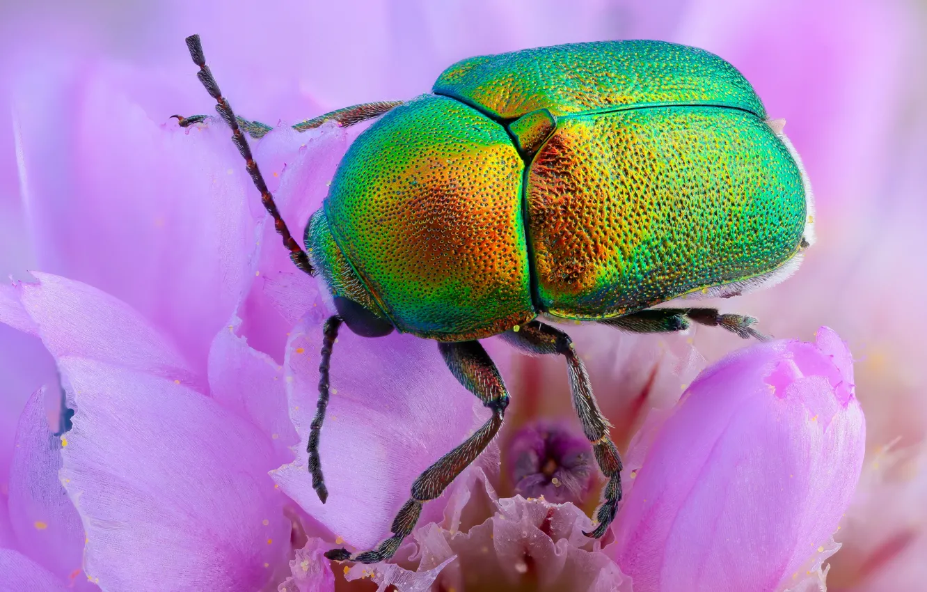 Photo wallpaper macro, flowers, green, beetle, shiny, Wallpaper from lolita777