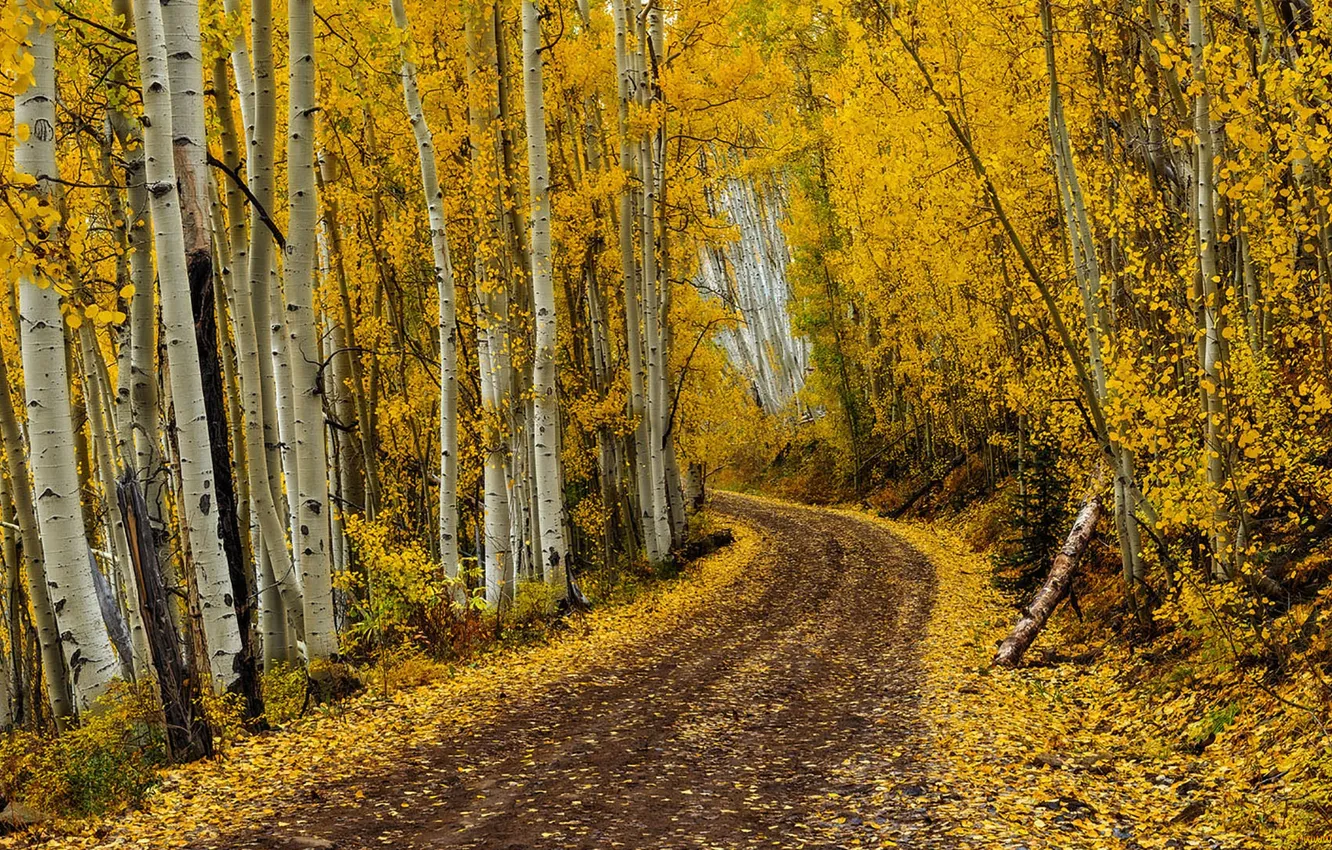 Photo wallpaper road, autumn, forest, birch