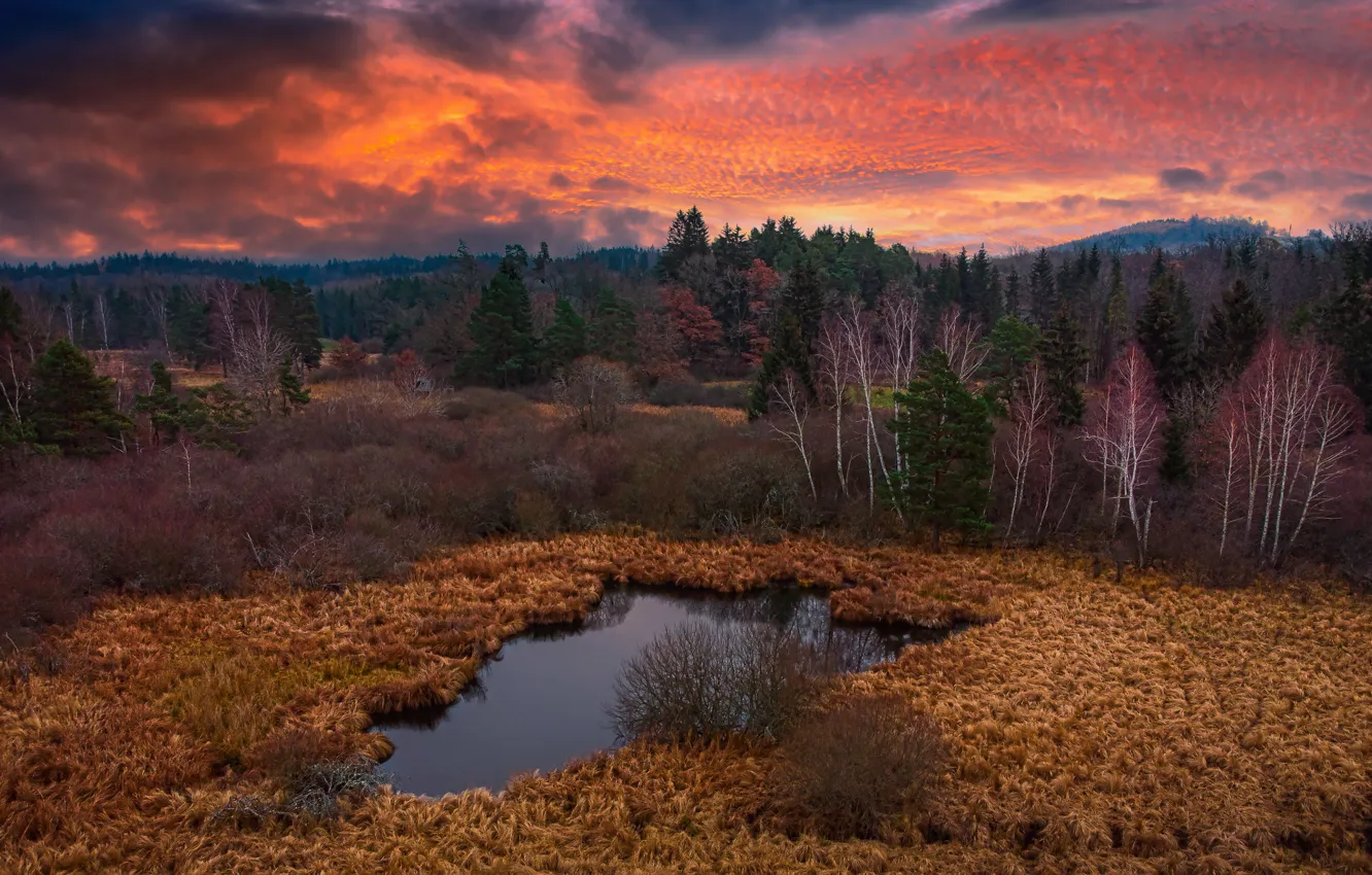 Photo wallpaper autumn, forest, clouds, trees, sunset, lake, thickets, shore
