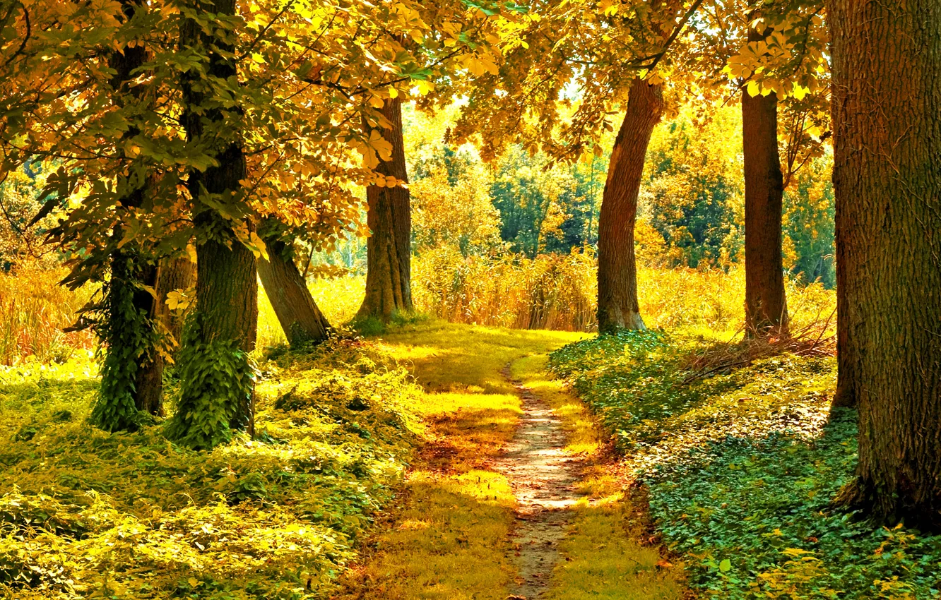 Photo wallpaper autumn, forest, grass, leaves, the sun, trees, branches, nature