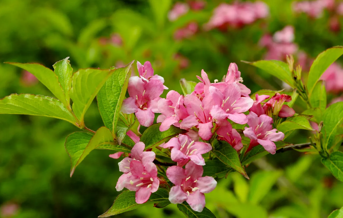 Photo wallpaper pink, twig, blooming