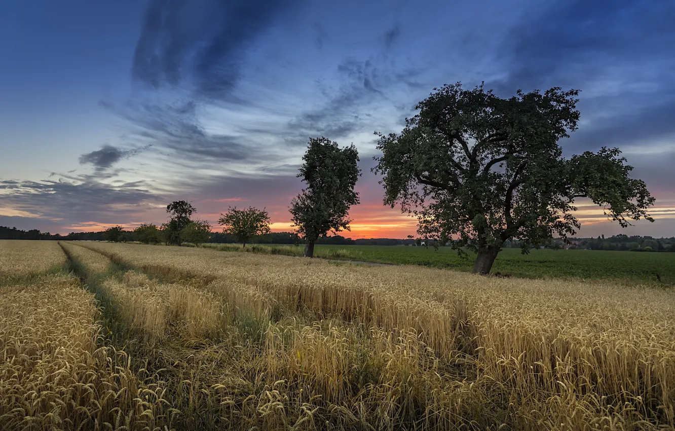Photo wallpaper field, summer, sunset