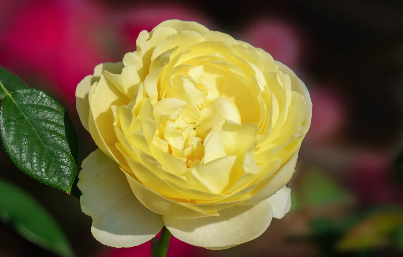 Photo wallpaper macro, flowers, yellow, roses