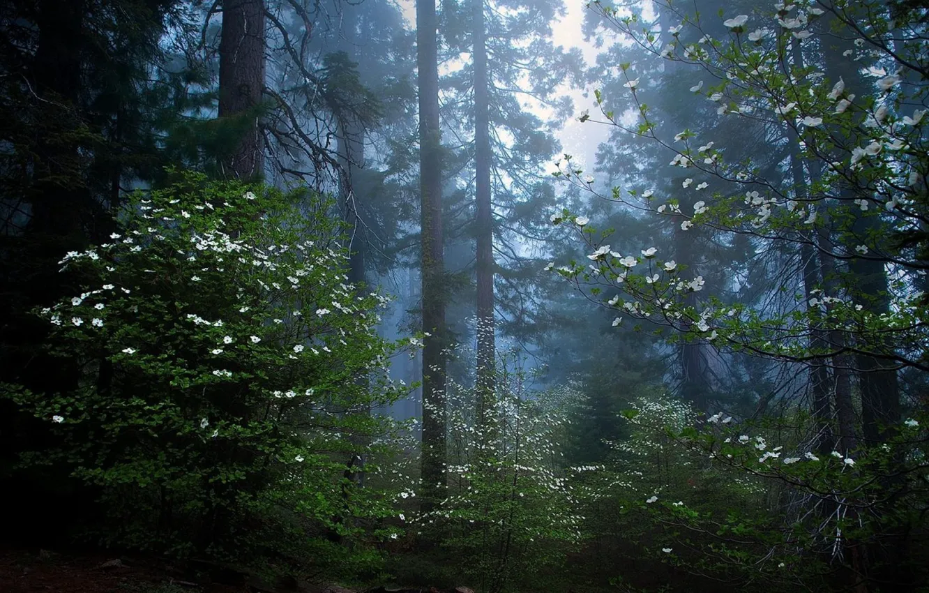 Photo wallpaper forest, trees, nature, morning, twilight, Sequoia