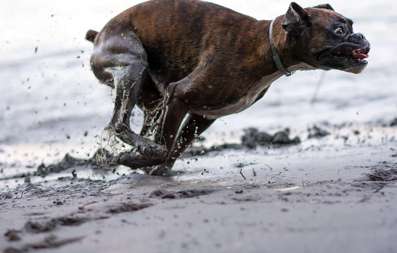 Photo wallpaper movement, dog, running