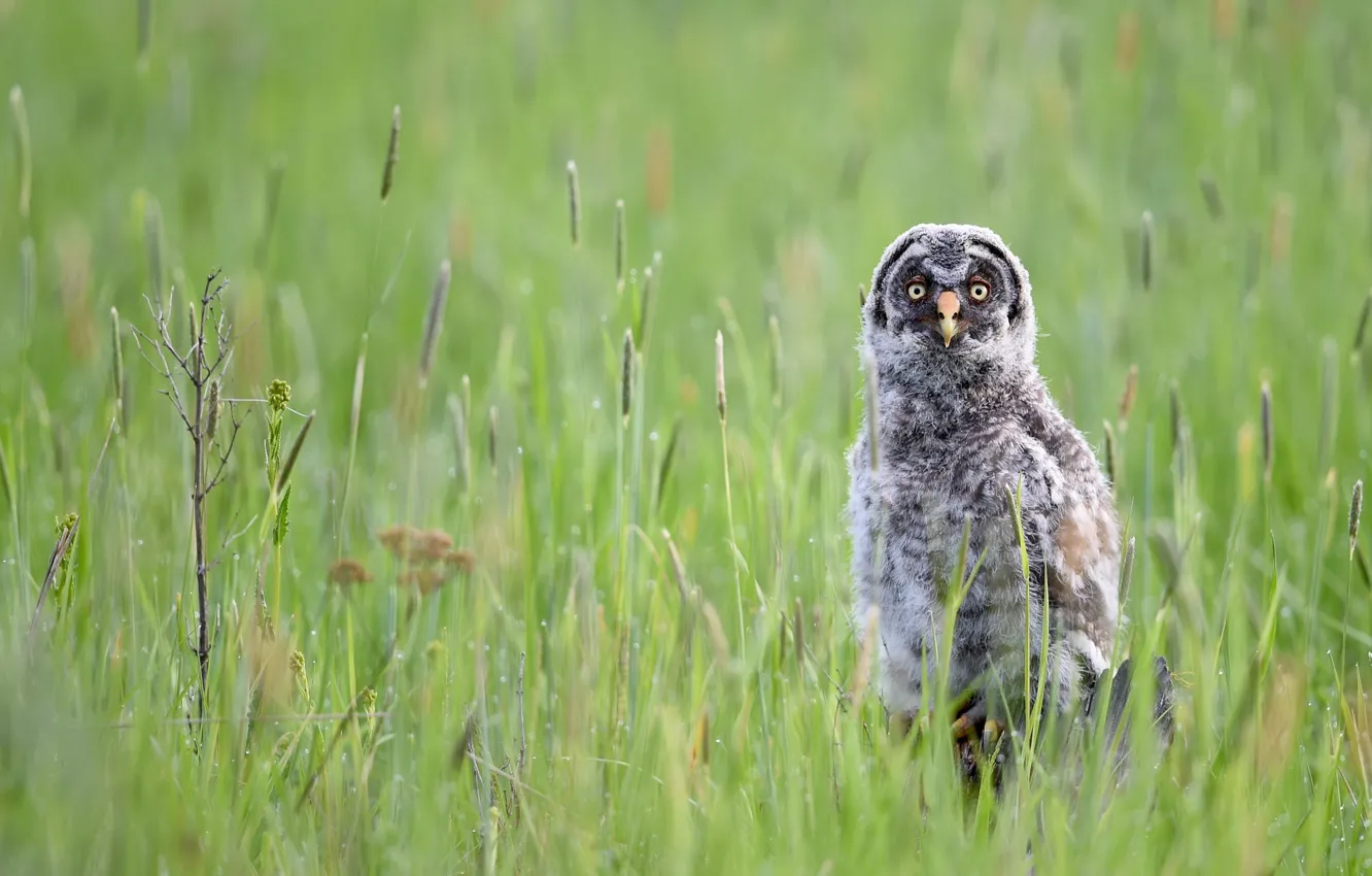 Photo wallpaper nature, owl, weed