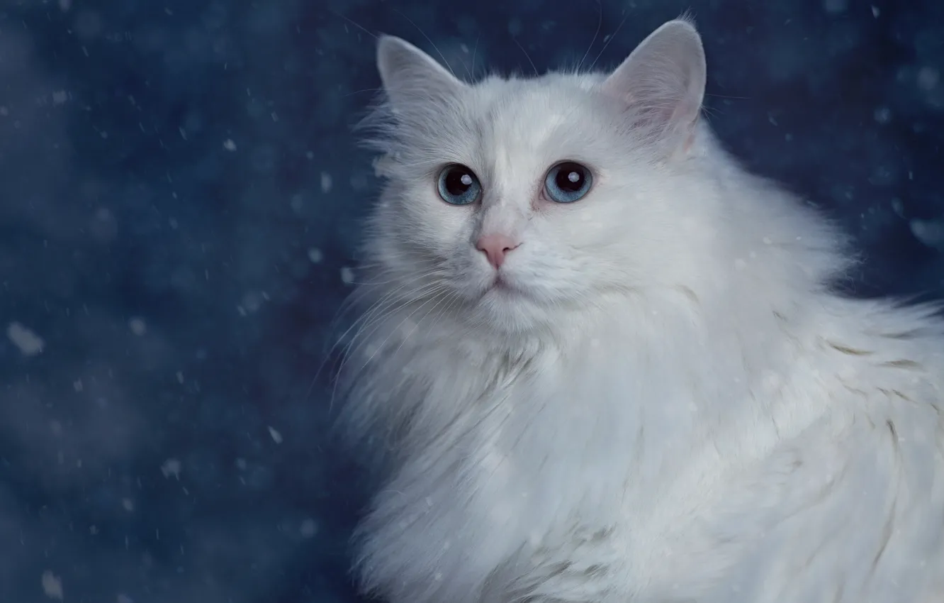 Photo wallpaper cat, portrait, white, fluffy, Turkish Angora, Angora