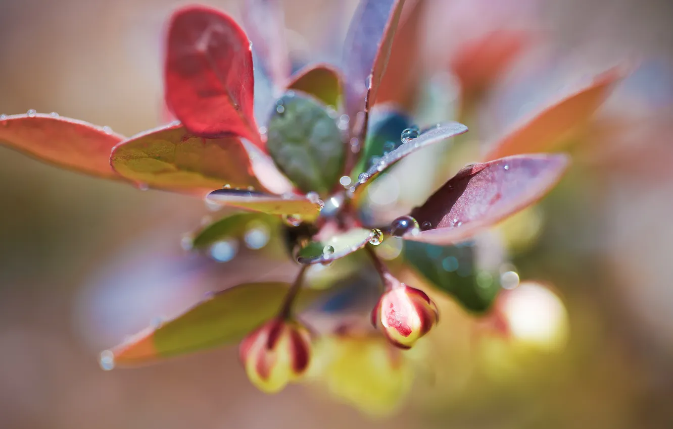 Photo wallpaper leaves, drops, macro, light, photo, plant, buds