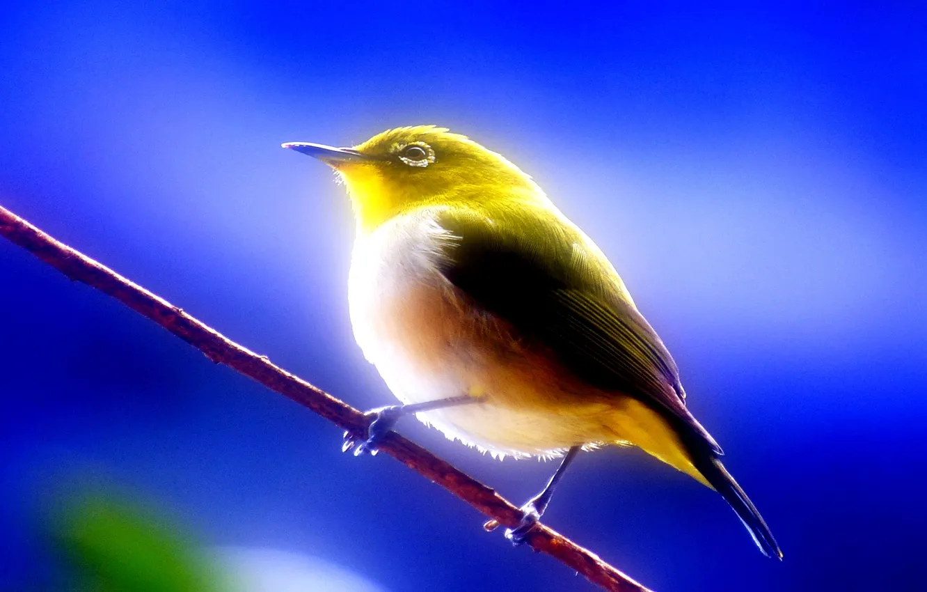 Photo wallpaper light, bird, branch, feathers, beak