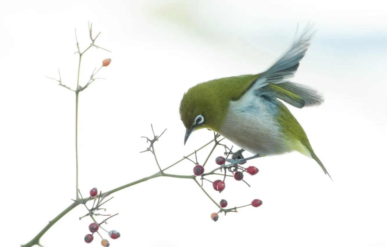 Photo wallpaper macro, nature, berries, bird