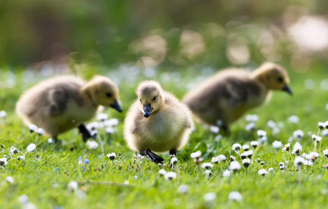 Photo wallpaper flowers, weed, little ducklings