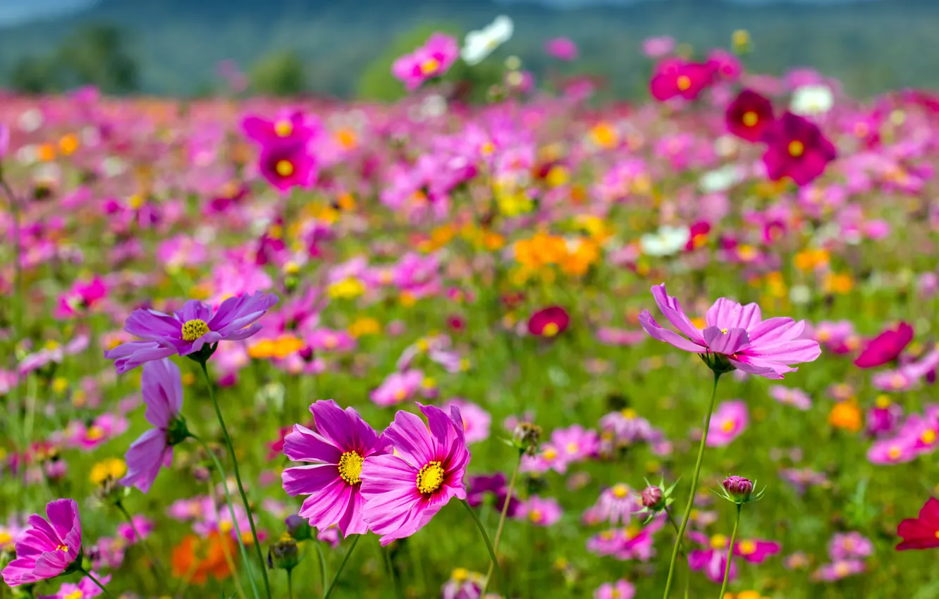 Photo wallpaper field, summer, the sky, the sun, flowers, summer, pink, field