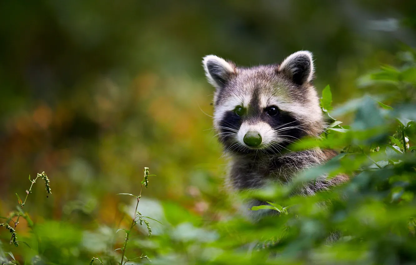 Photo wallpaper greens, look, raccoon, face, bokeh