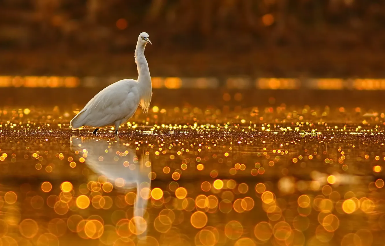 Photo wallpaper nature, bird, Golden Glitter