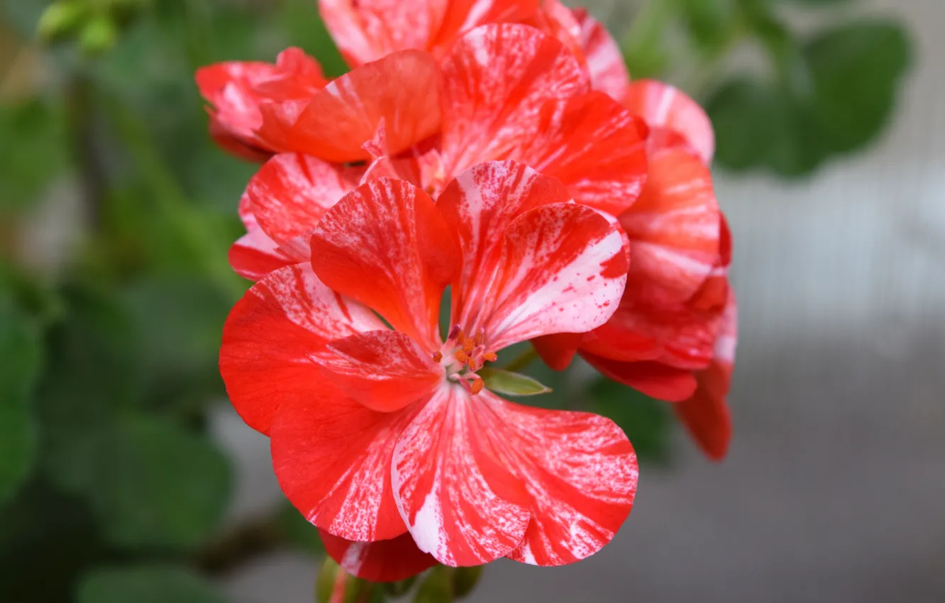 Photo wallpaper red, red flower, geranium, widescreen pictures