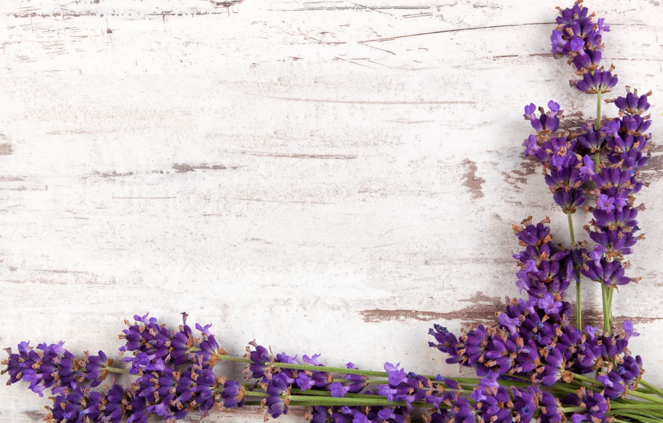 Photo wallpaper branches, wood, flowers, lavender, lavender