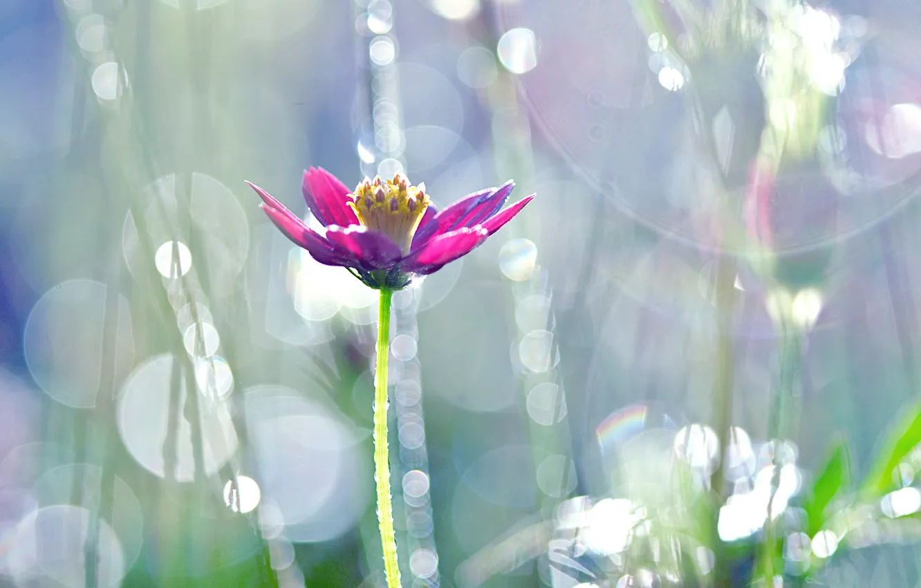 Photo wallpaper flowers, Rosa, glare, meadow, kosmeya