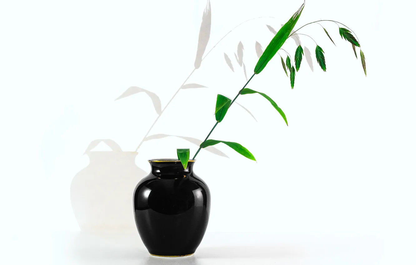 Photo wallpaper grass, white background, pitcher, still life