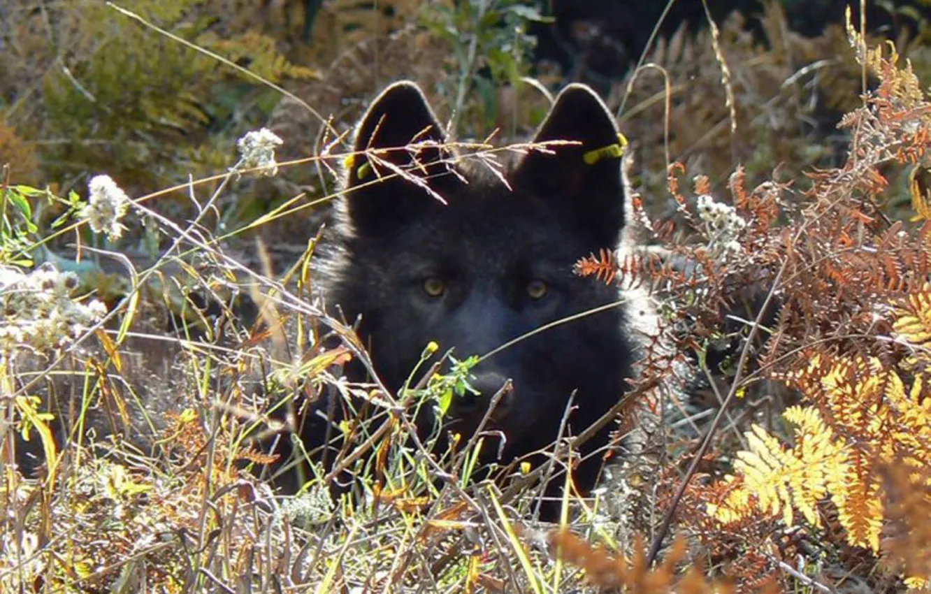 Photo wallpaper Predator, nature, snow, face, animal, wolf, canis lupus, wildlife