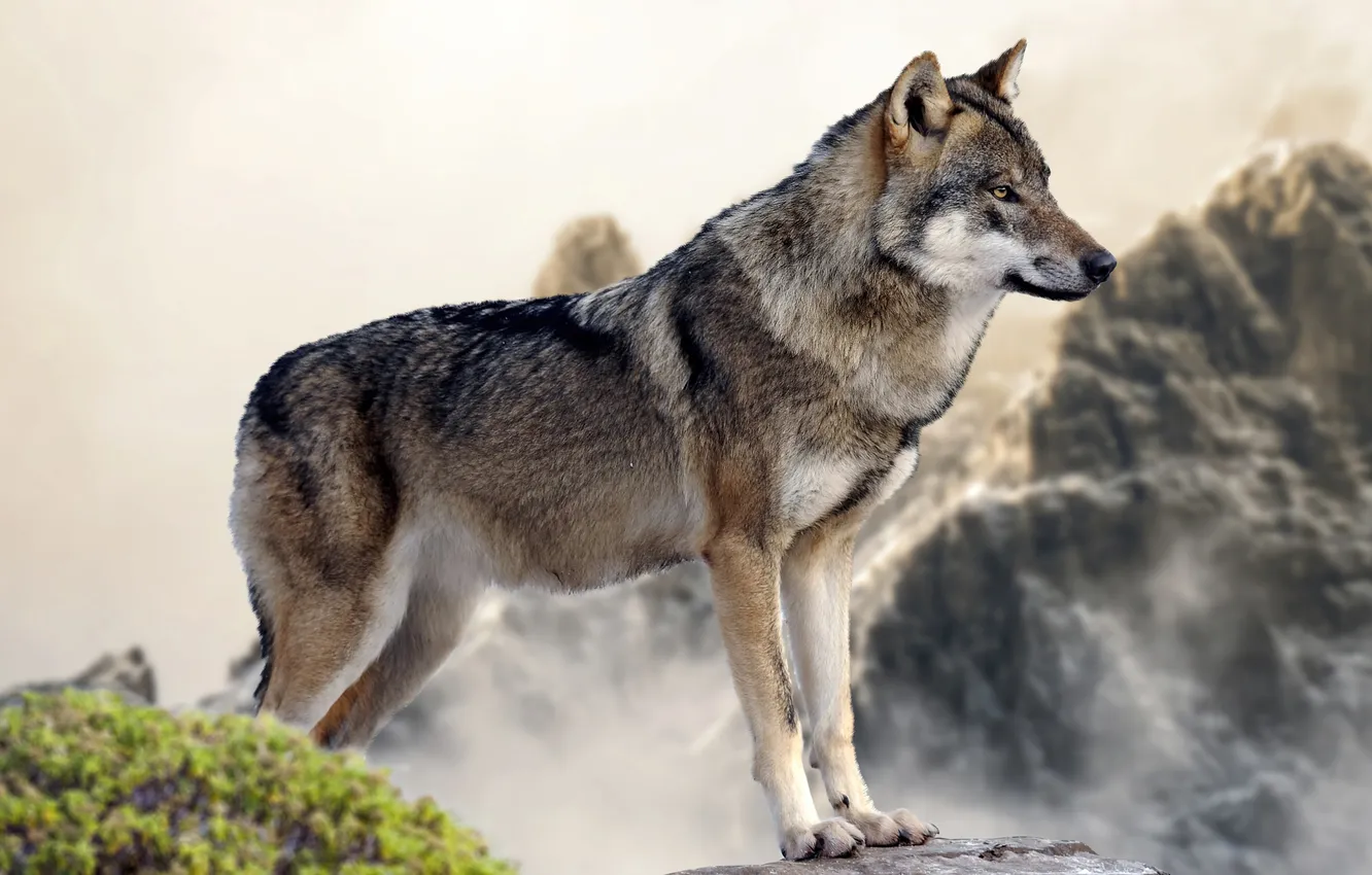Photo wallpaper nature, predator, face, animal, wolf, wildlife, portrait, Canis lupus