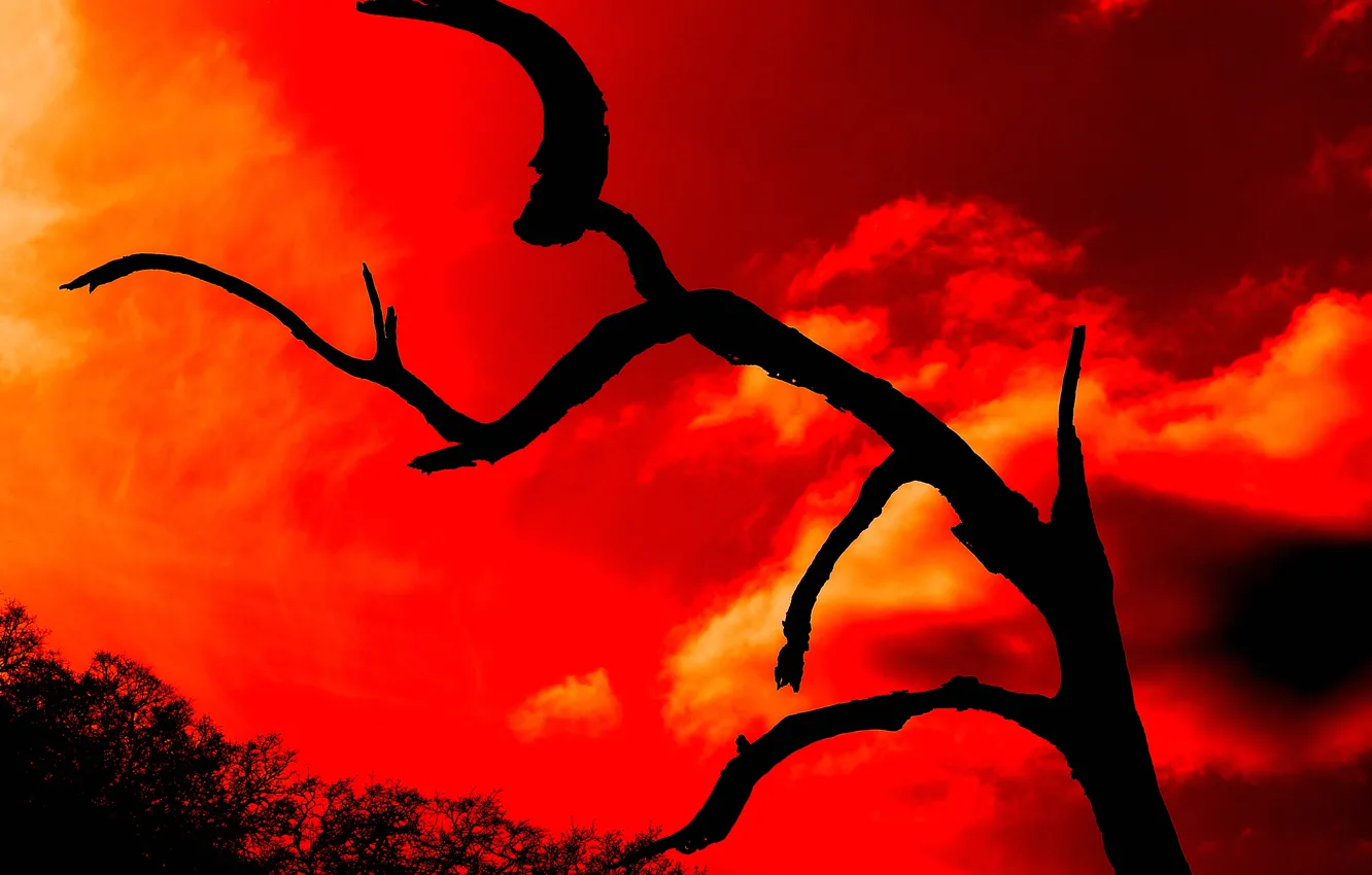 Photo wallpaper the sky, clouds, trees, nature, glow, silhouette