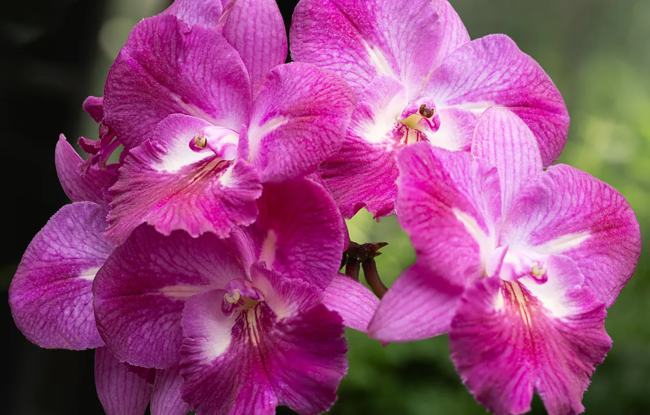Photo wallpaper flowers, pink, Orchid
