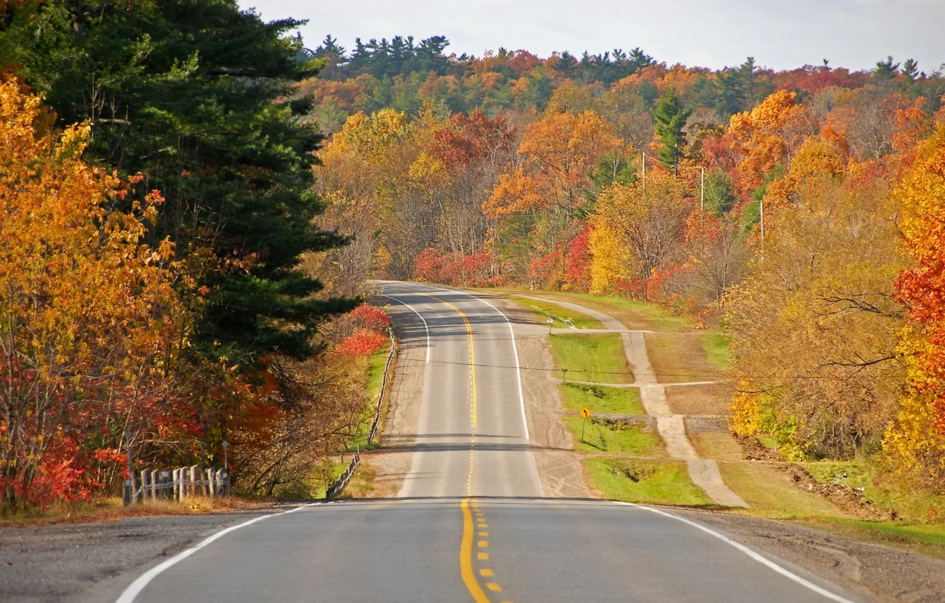 Photo wallpaper road, autumn, trees