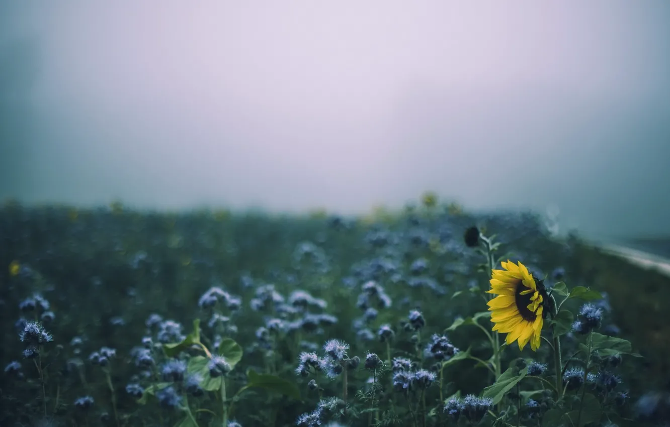 Photo wallpaper summer, sunflowers, fog