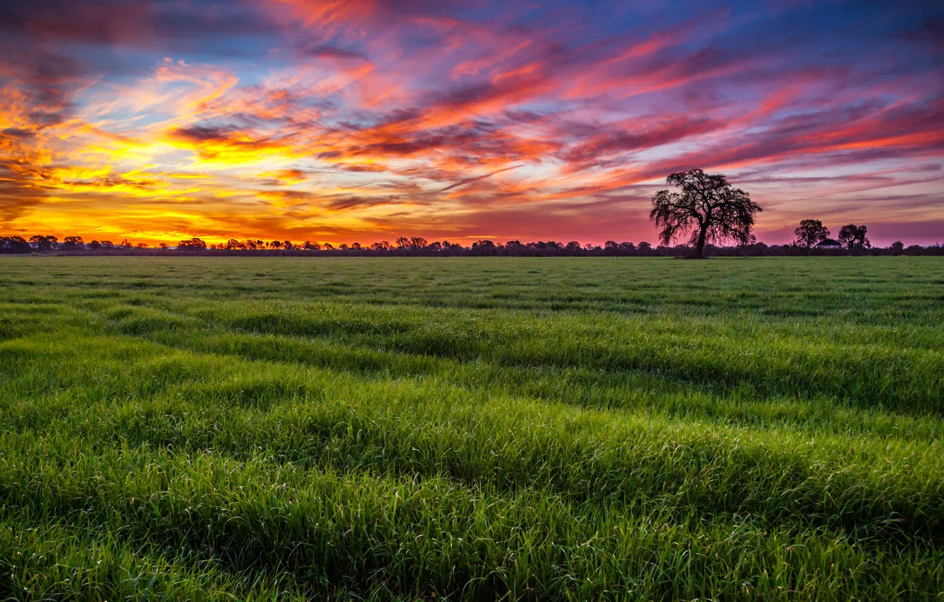 Photo wallpaper field, grass, clouds, trees, sunset, green, dal, the evening