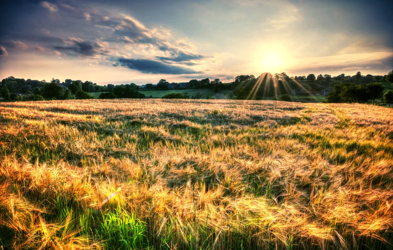 Photo wallpaper field, the sky, the sun, rays, trees, landscape, nature, background