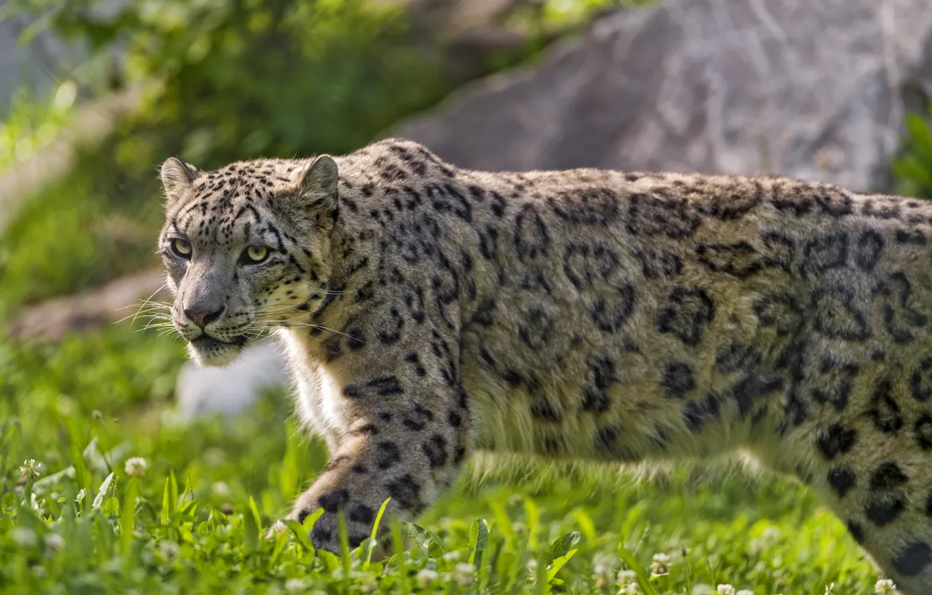 Photo wallpaper cat, grass, IRBIS, snow leopard, ©Tambako The Jaguar