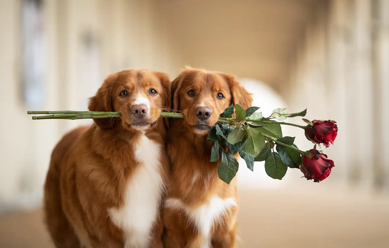 Photo wallpaper flowers, red, roses, dog, bouquet, corridor, pair, puppy