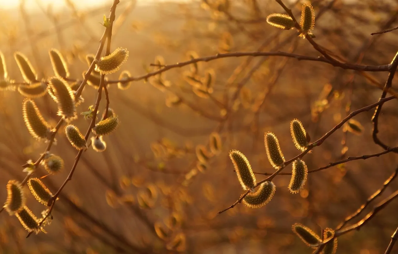 Photo wallpaper sunset, tree, amazing, twig
