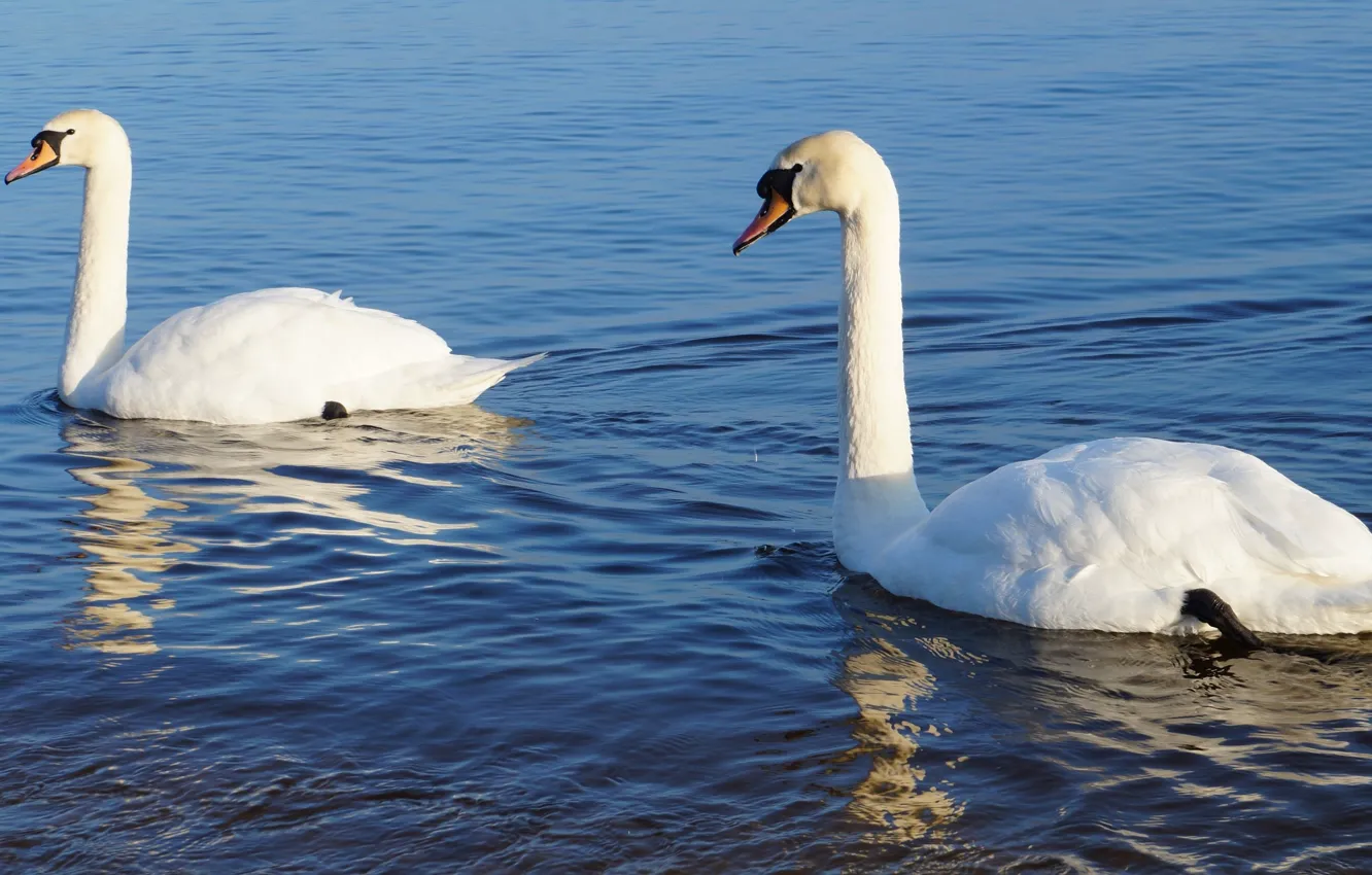 Photo wallpaper white, bird, water, two, swad