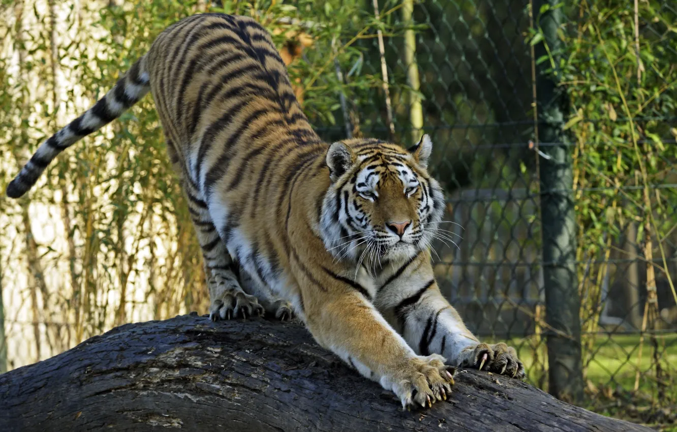 Photo wallpaper cat, tiger, claws, log, Amur